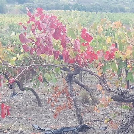 Gite Dans Ancienne Bergerie En Pleine Garrigue Fraissé-des-Corbières Exteriör bild