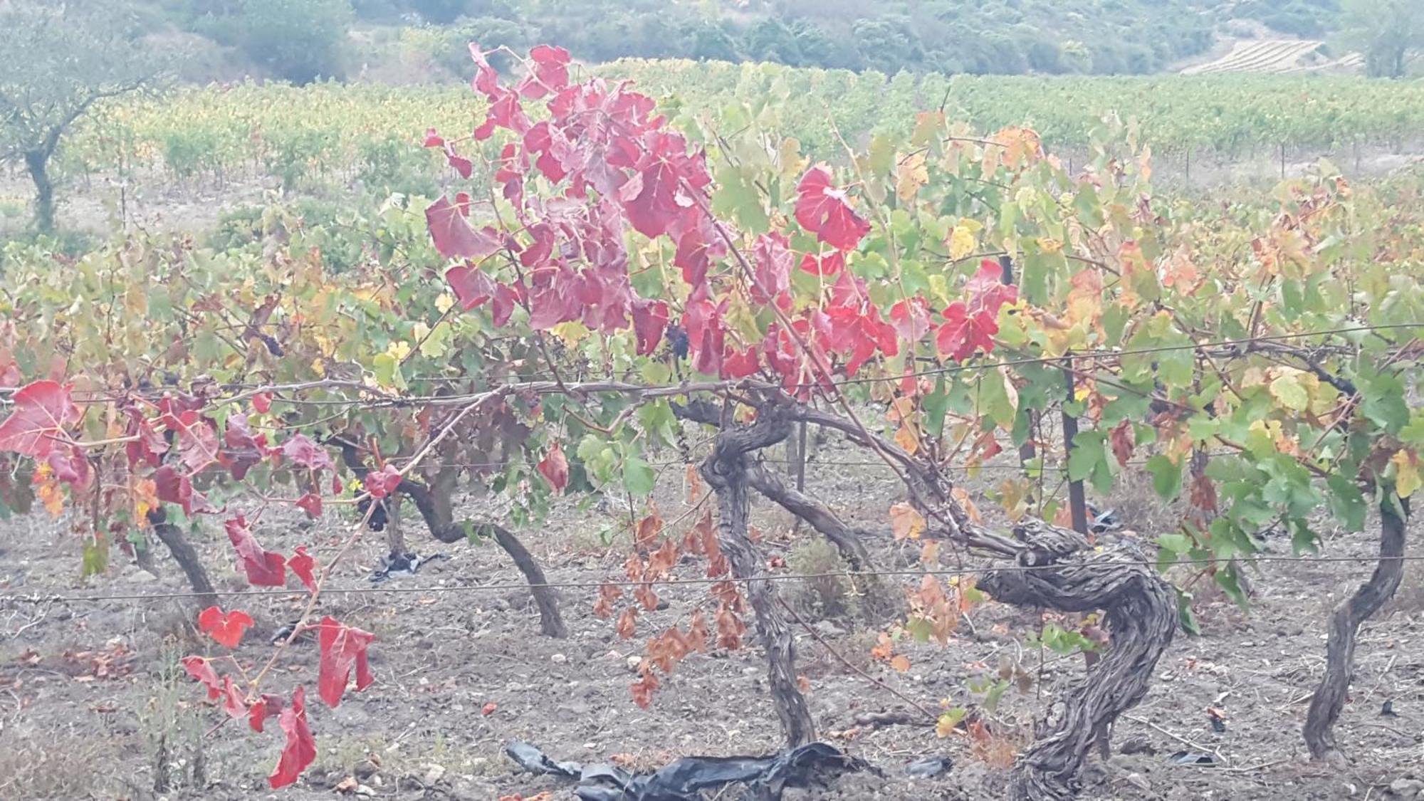 Gite Dans Ancienne Bergerie En Pleine Garrigue Fraissé-des-Corbières Exteriör bild