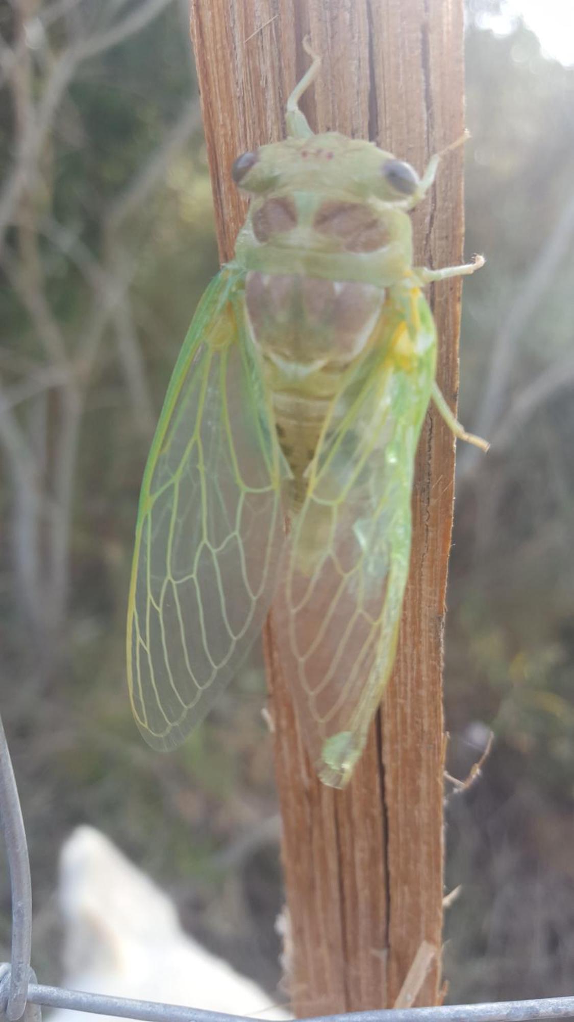 Gite Dans Ancienne Bergerie En Pleine Garrigue Fraissé-des-Corbières Exteriör bild