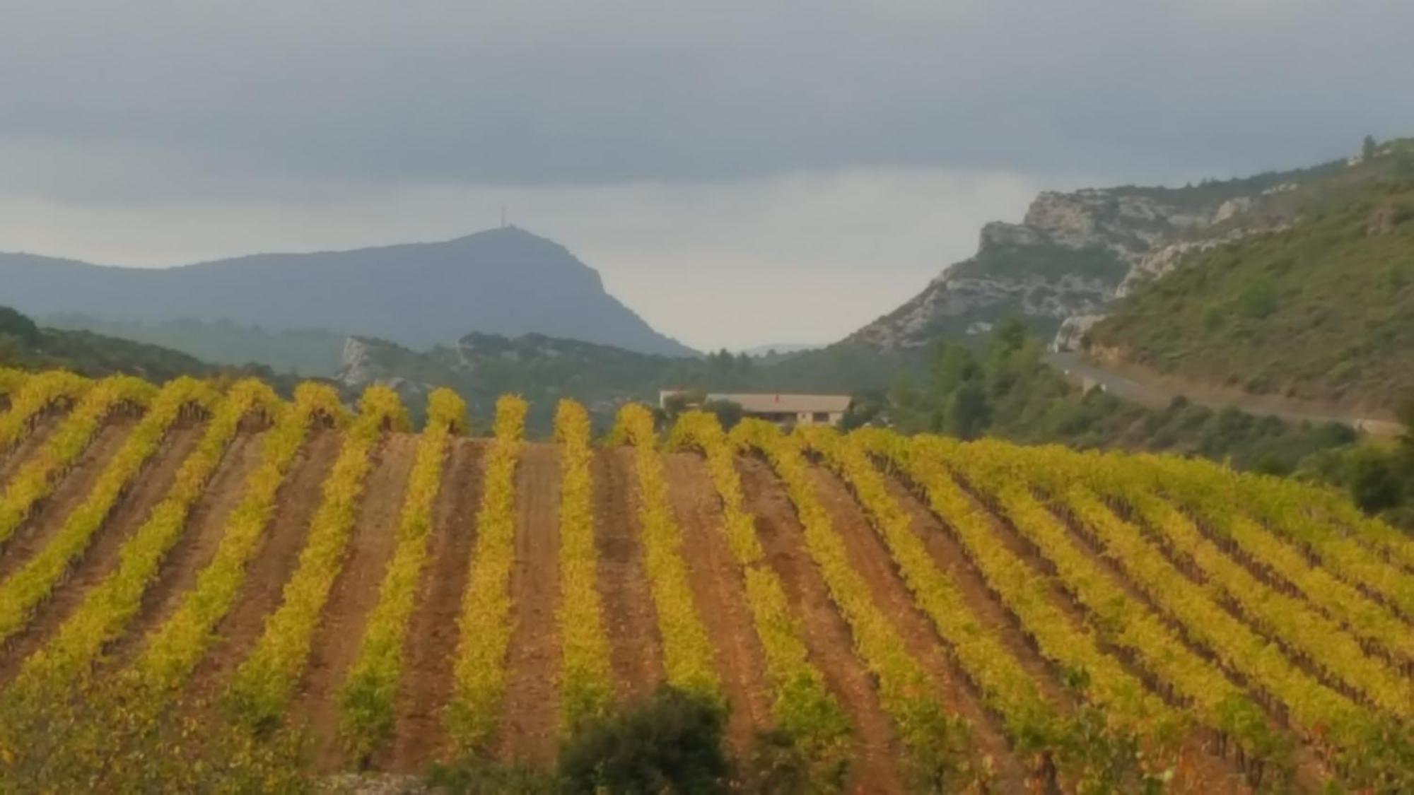 Gite Dans Ancienne Bergerie En Pleine Garrigue Fraissé-des-Corbières Exteriör bild